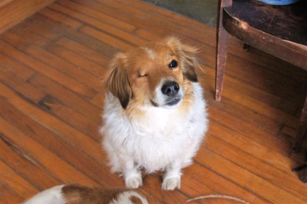/Images/uploads/Animal Control  Welfare Project/PrettiestPetContest/entries/6020thumb.jpg